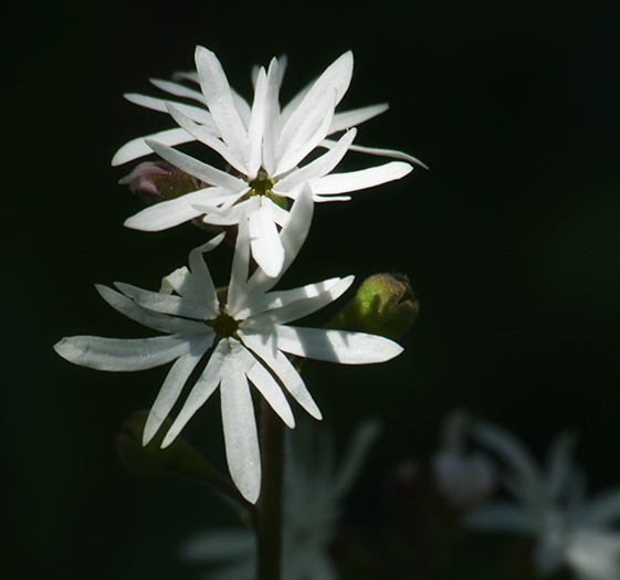 woodland star